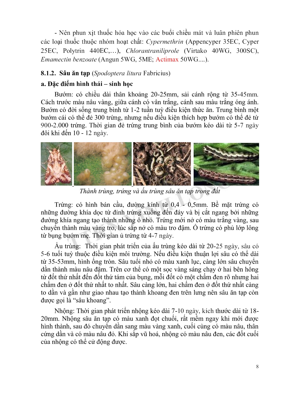 Tài liệu tập huấn khuyến nông Kỹ thuật trồng cải tùa xại trang 8