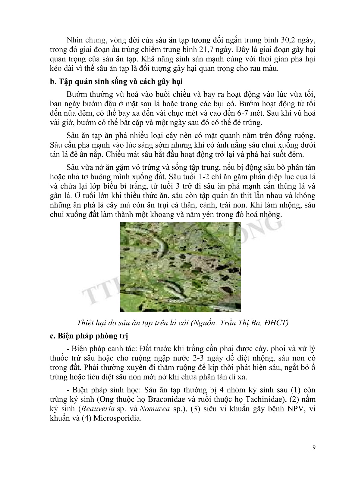Tài liệu tập huấn khuyến nông Kỹ thuật trồng cải tùa xại trang 9