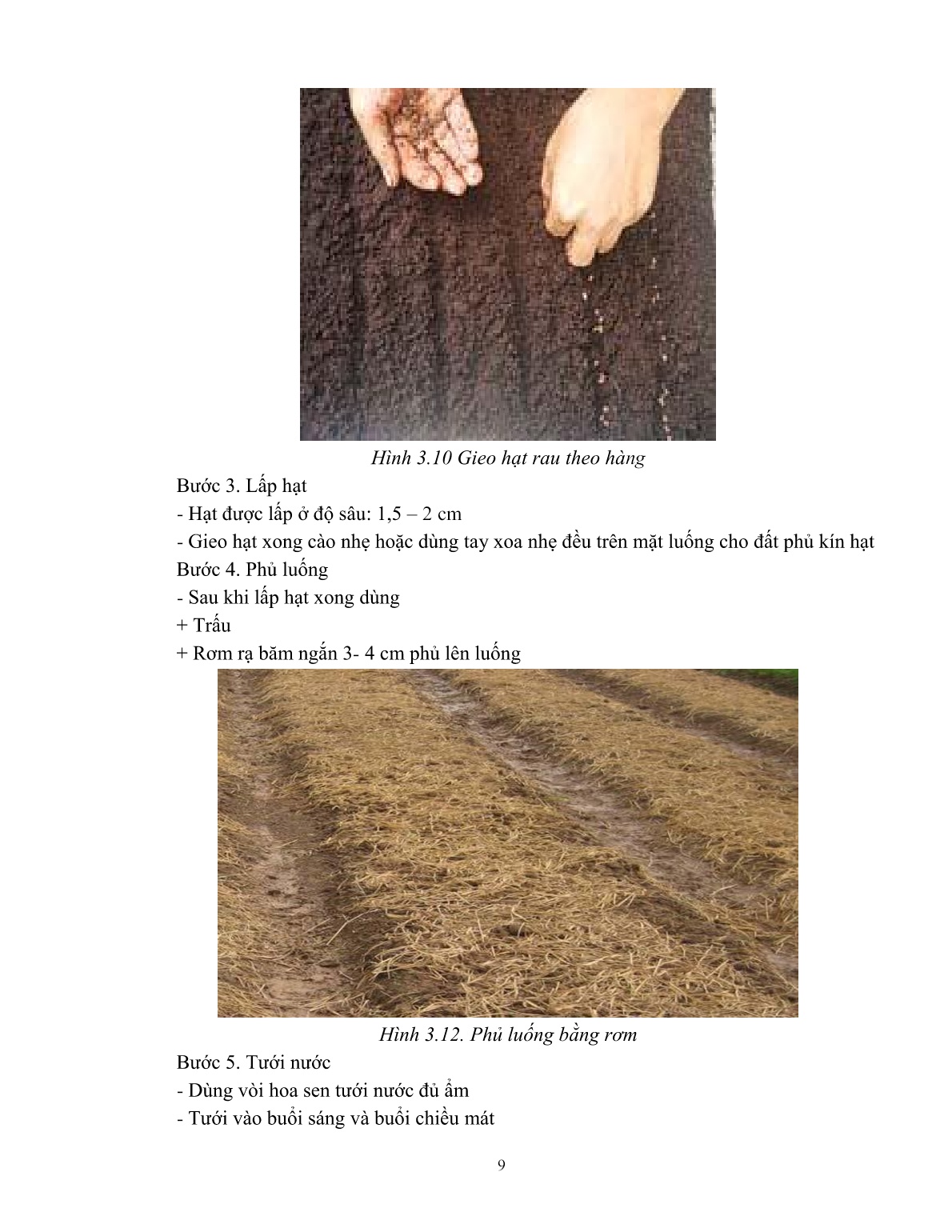 Giáo trình mô đun Trồng rau nhóm ăn lá (Trình độ: Đào tạo dưới 03 tháng) trang 10