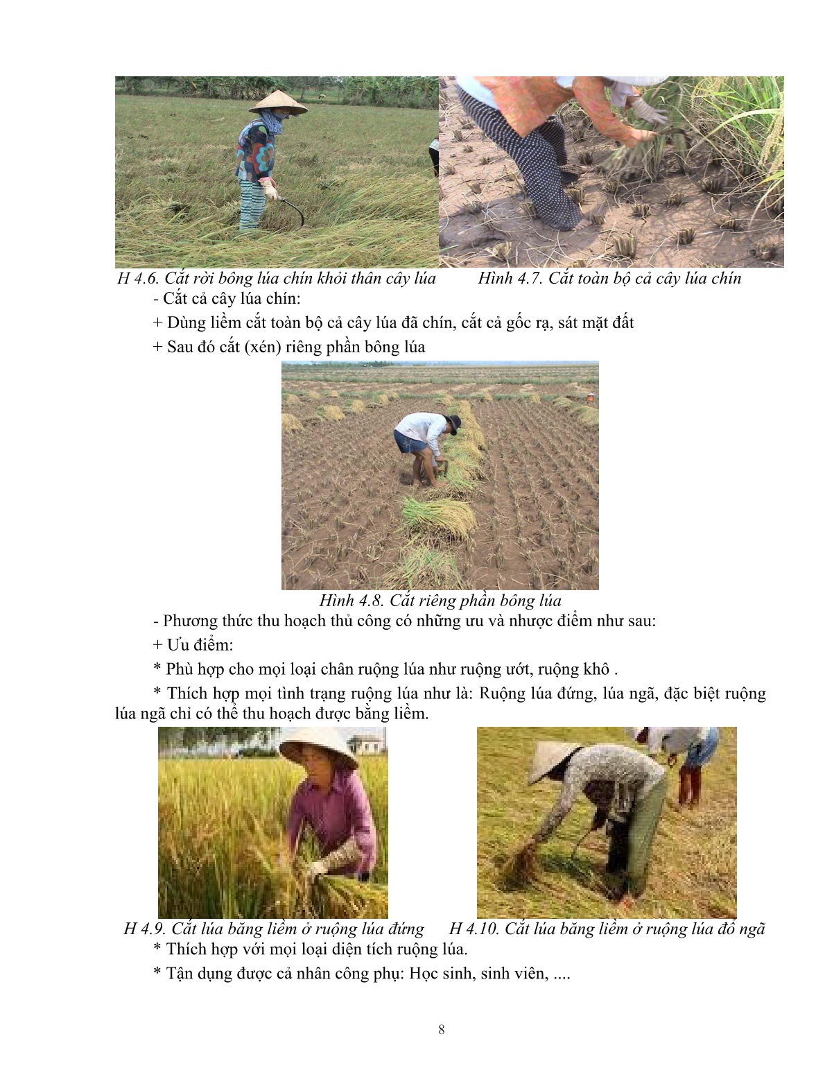 Giáo trình mô đun Thu hoạch, sơ chế và bảo quản lúa (Trình độ: Đào tạo dưới 03 tháng) trang 9