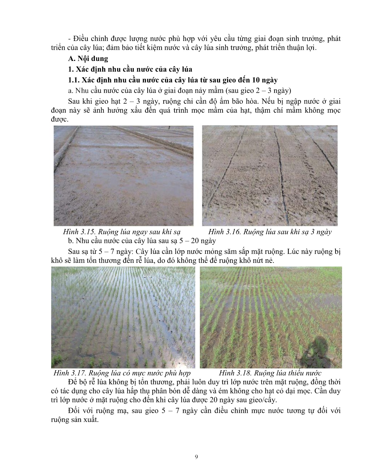 Giáo trình mô đun Chăm sóc lúa (Trình độ: Đào tạo dưới 03 tháng) trang 10