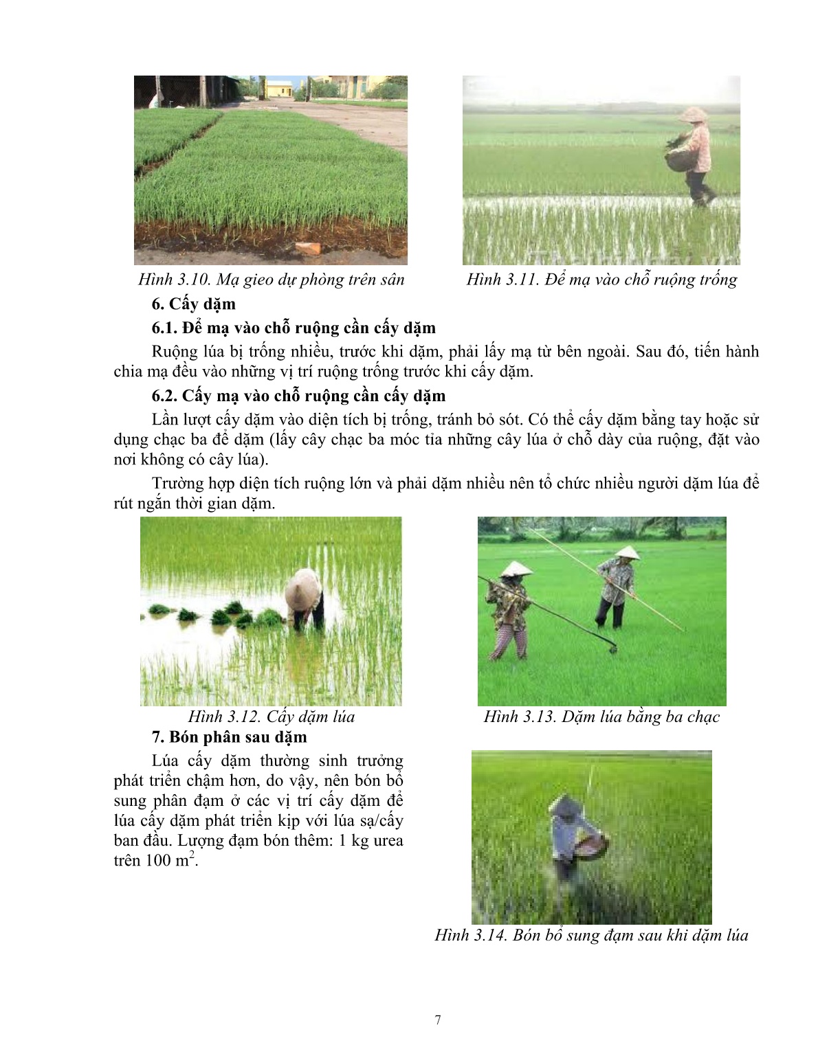 Giáo trình mô đun Chăm sóc lúa (Trình độ: Đào tạo dưới 03 tháng) trang 8