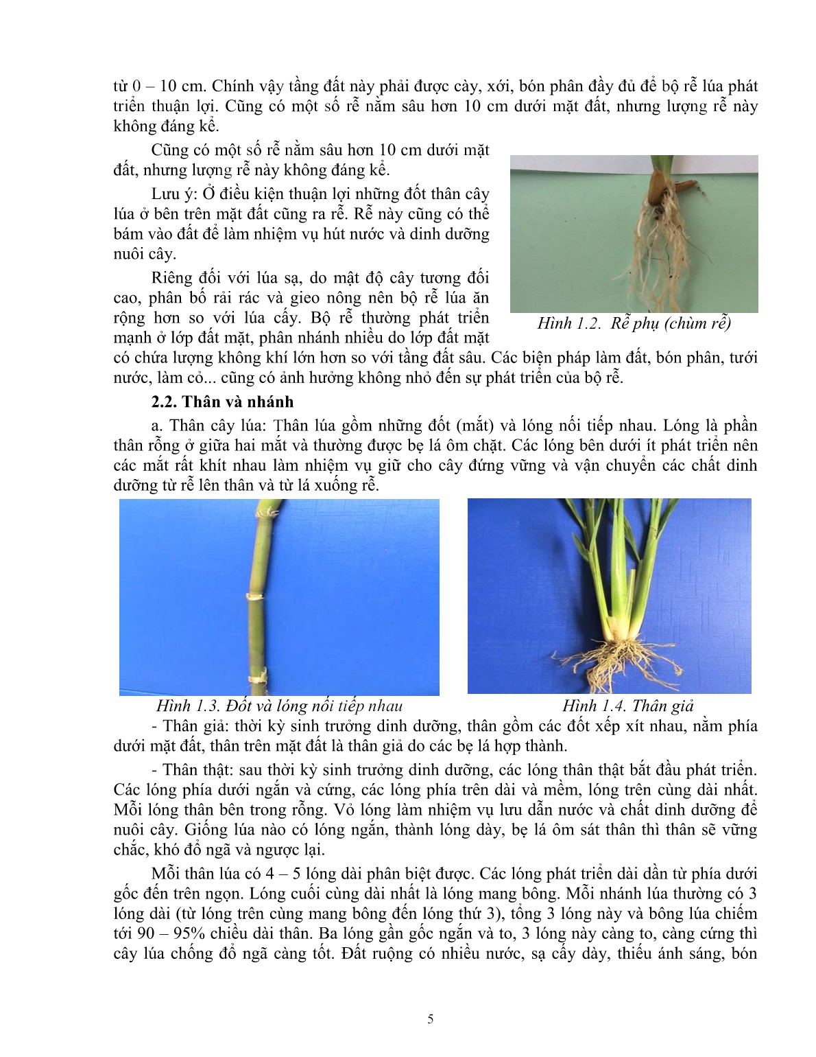 Giáo trình mô đun Chuẩn bị các điều kiện để trồng lúa (Trình độ: Đào tạo dưới 03 tháng) trang 6