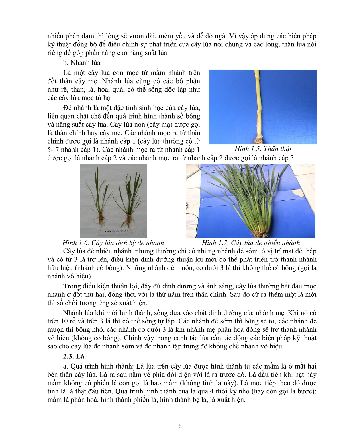 Giáo trình mô đun Chuẩn bị các điều kiện để trồng lúa (Trình độ: Đào tạo dưới 03 tháng) trang 7