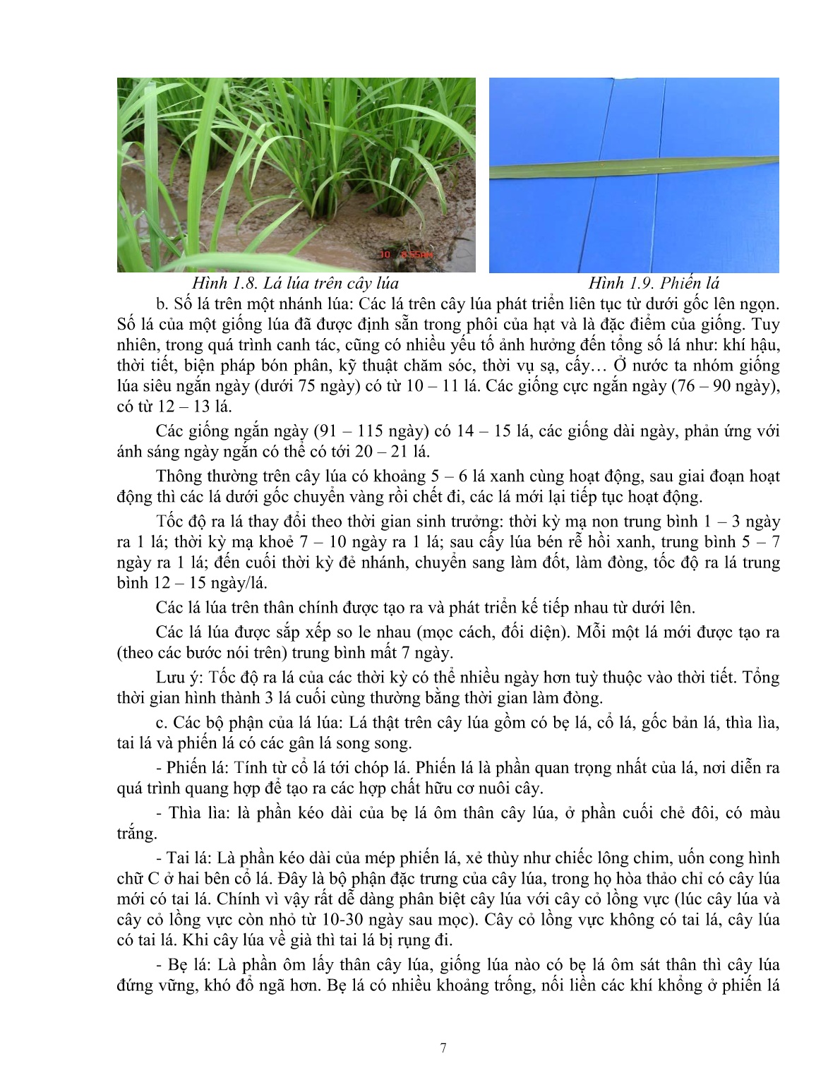 Giáo trình mô đun Chuẩn bị các điều kiện để trồng lúa (Trình độ: Đào tạo dưới 03 tháng) trang 8