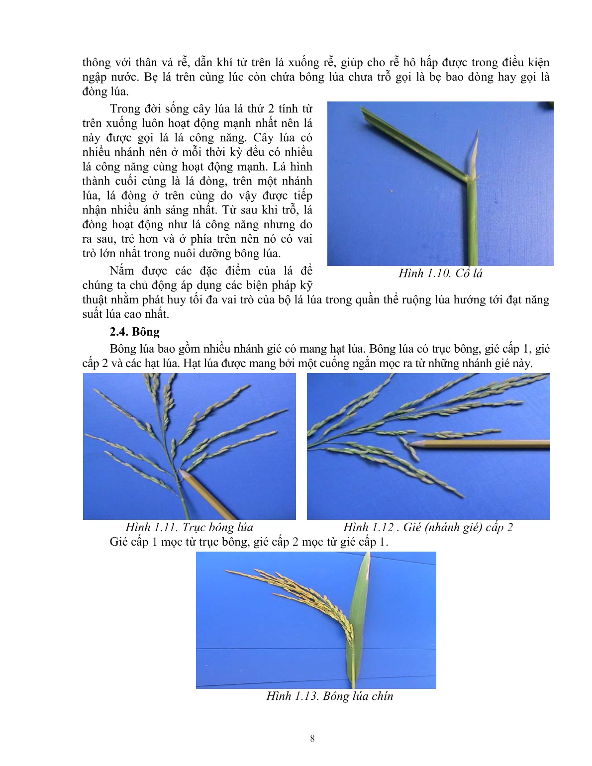 Giáo trình mô đun Chuẩn bị các điều kiện để trồng lúa (Trình độ: Đào tạo dưới 03 tháng) trang 9