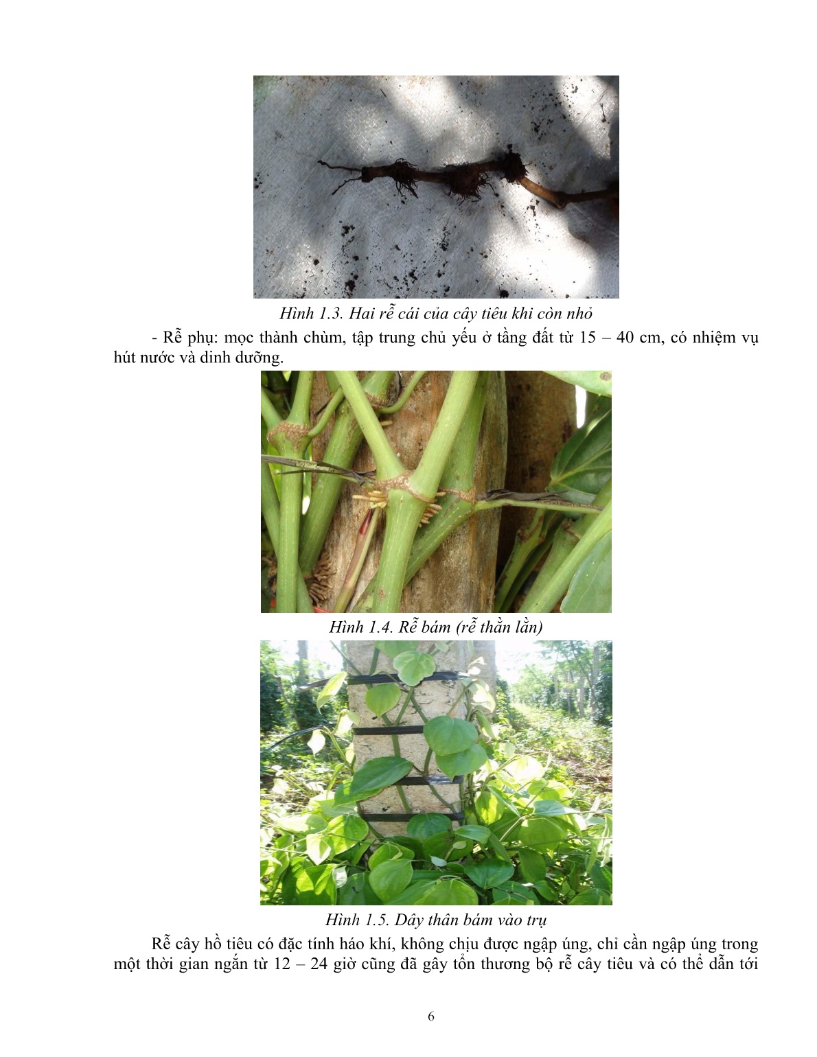 Giáo trình mô đun Chuẩn bị trước khi trồng (Trình độ: Đào tạo dưới 3 tháng) trang 8
