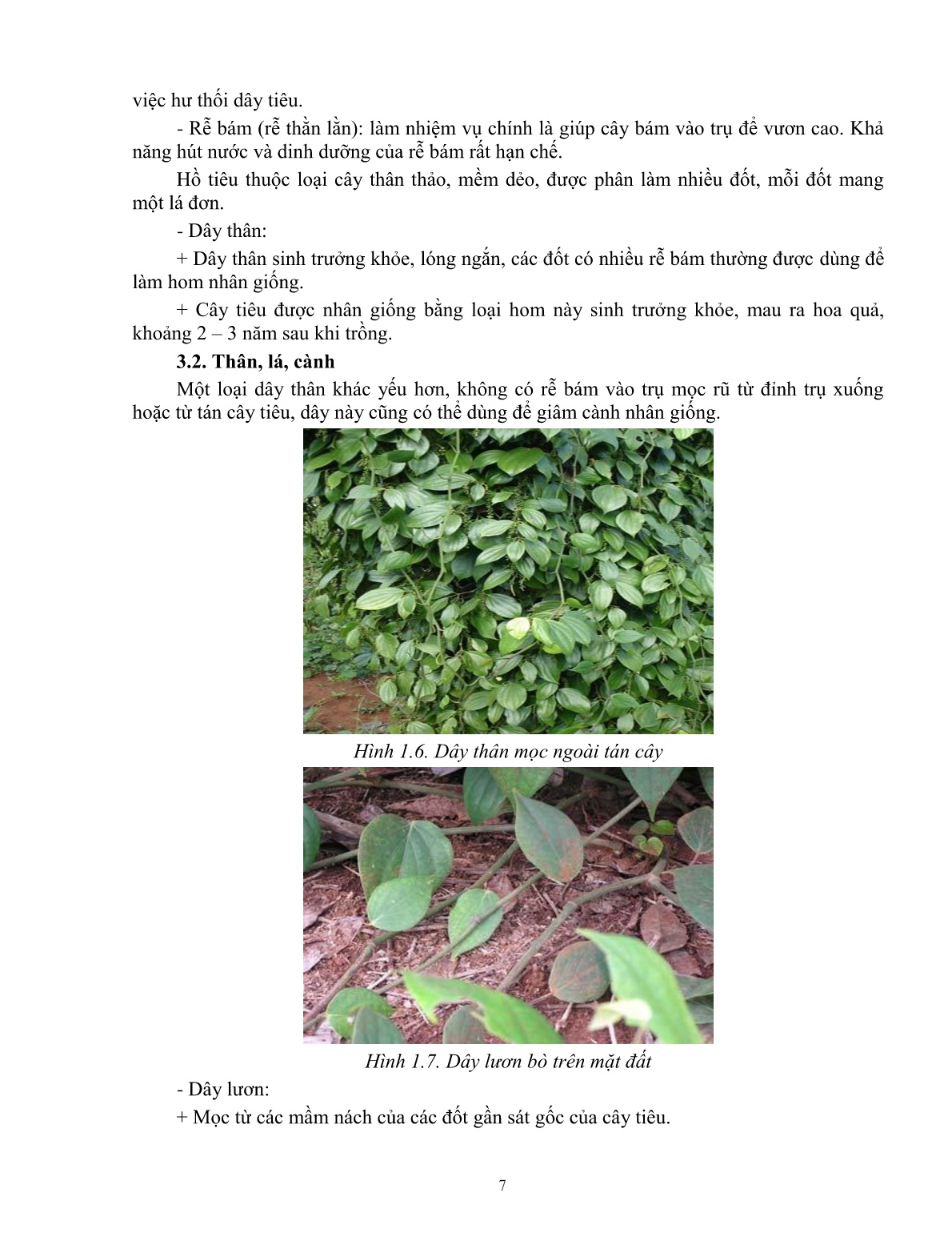 Giáo trình mô đun Chuẩn bị trước khi trồng (Trình độ: Đào tạo dưới 3 tháng) trang 9
