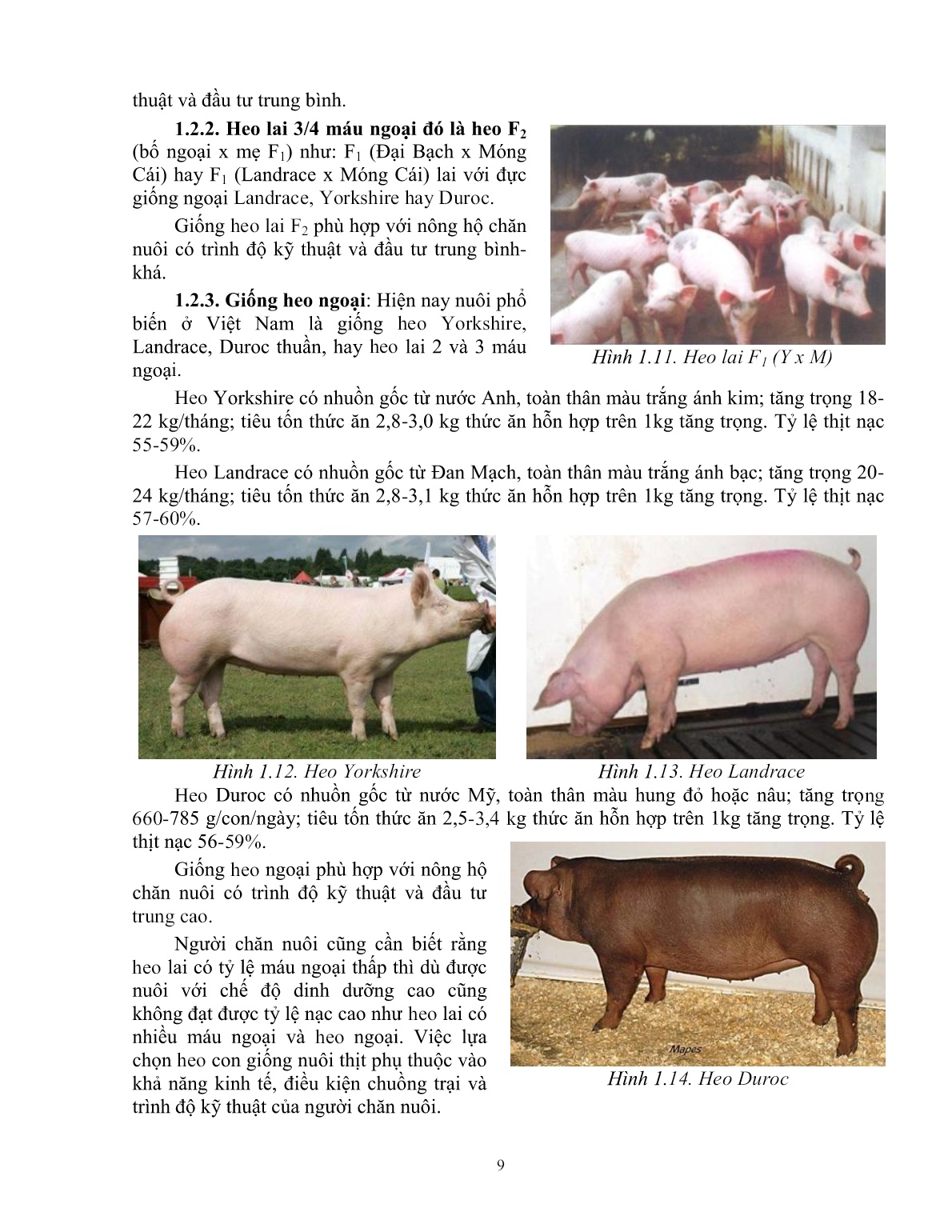 Giáo trình mô đun Chăn nuôi heo thịt (Trình độ: Đào tạo dưới 3 tháng) trang 10