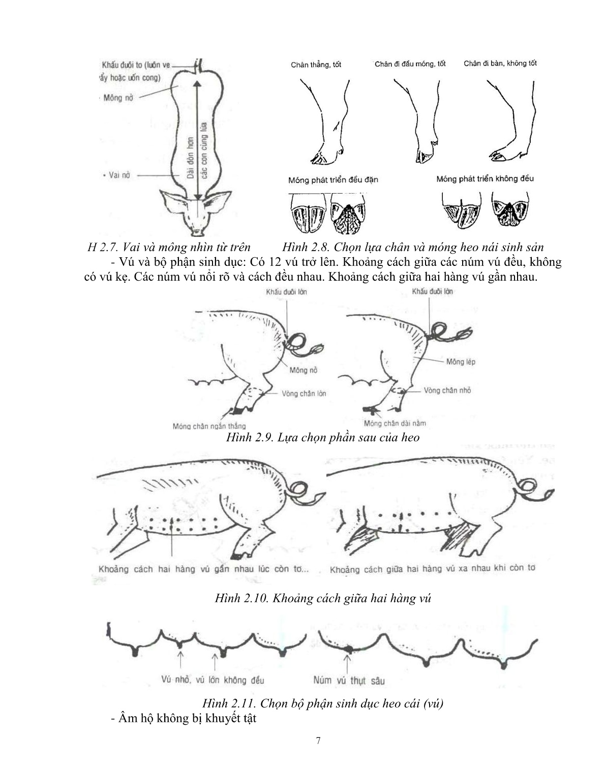 Giáo trình mô đun Chăn nuôi heo nái (Trình độ: Đào tạo dưới 3 tháng) trang 8