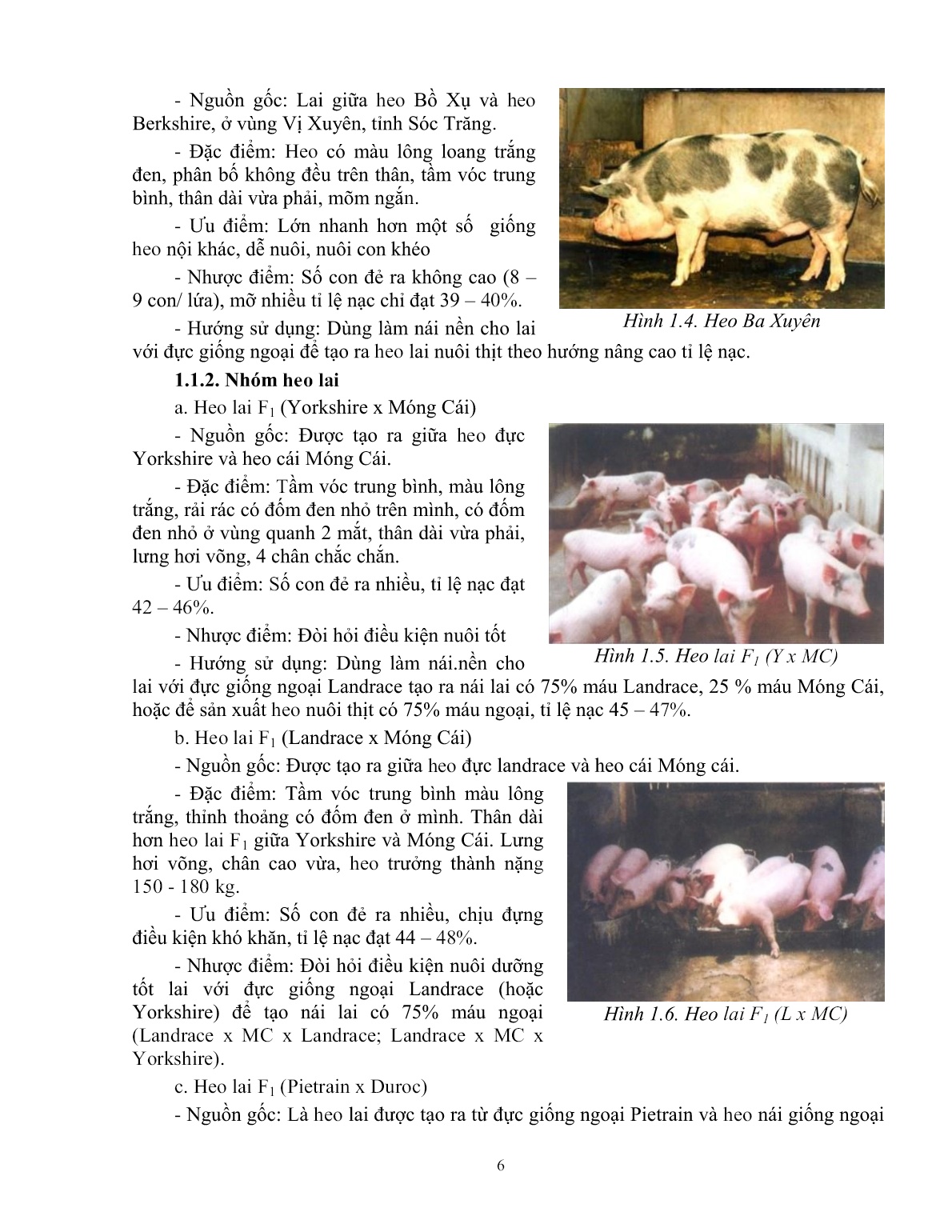 Giáo trình mô đun Chăn nuôi heo đực giống (Trình độ: Đào tạo dưới 3 tháng) trang 7