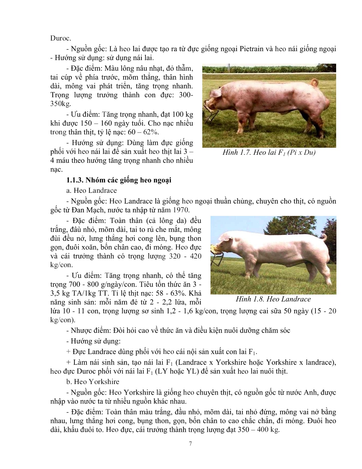 Giáo trình mô đun Chăn nuôi heo đực giống (Trình độ: Đào tạo dưới 3 tháng) trang 8