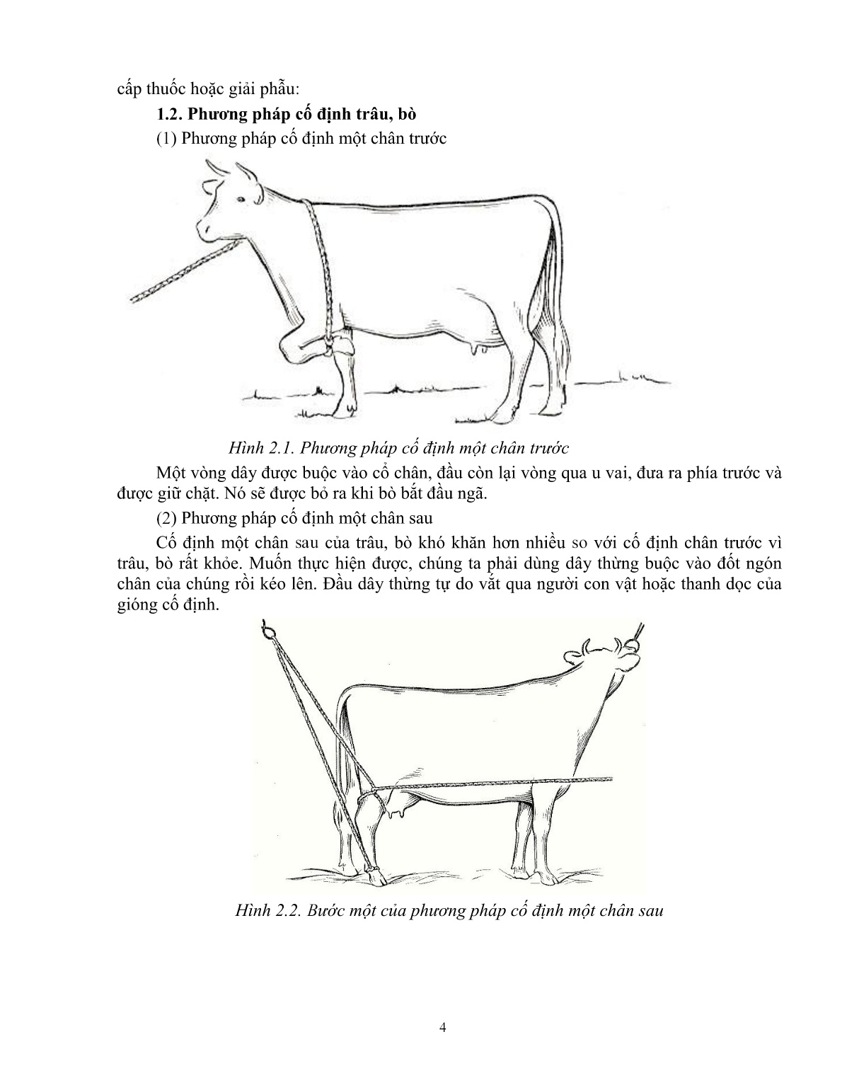 Giáo trình Kỹ thuật thực hành chăn nuôi – thú y áp dụng cho trâu, bò (Trình độ: Đào tạo dưới 3 tháng) trang 5