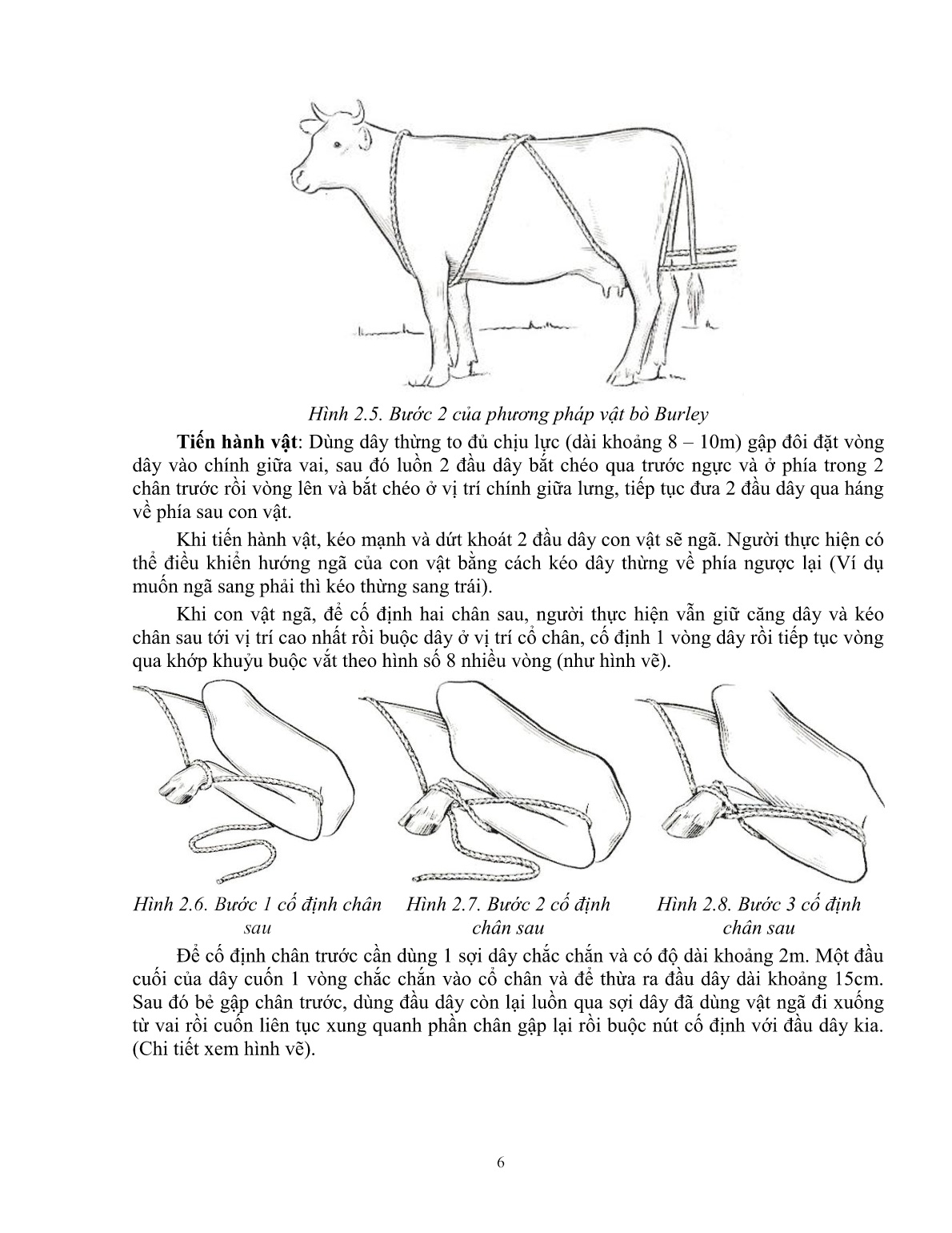 Giáo trình Kỹ thuật thực hành chăn nuôi – thú y áp dụng cho trâu, bò (Trình độ: Đào tạo dưới 3 tháng) trang 7