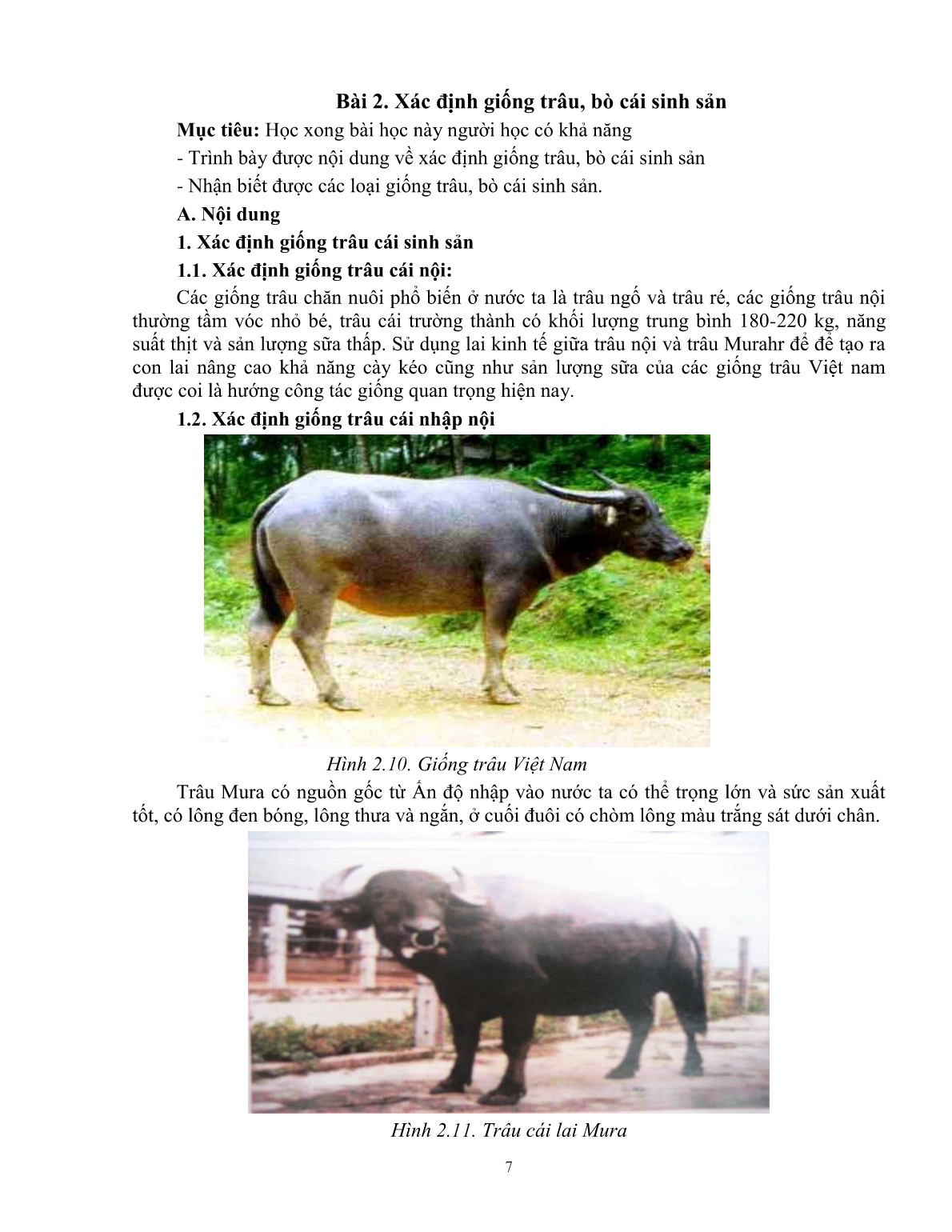 Giáo trình mô đun Nuôi trâu, bò cái sinh sản (Trình độ: Đào tạo dưới 3 tháng) trang 9