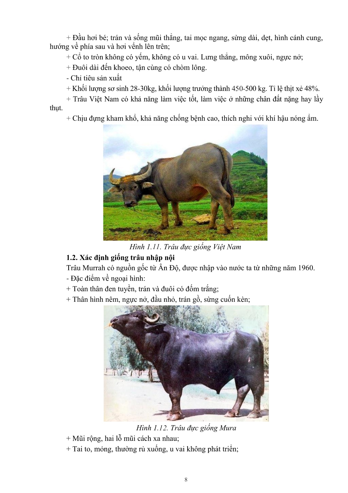 Giáo trình mô đun Nuôi trâu, bò đực giống (Trình độ: Đào tạo dưới 3 tháng) trang 10