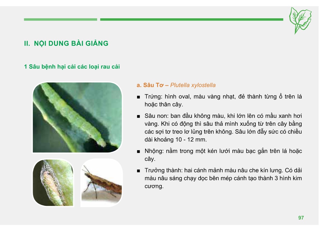 Bài giảng Đào tạo sản xuất rau an toàn theo Vietgap (Phần 2) trang 3