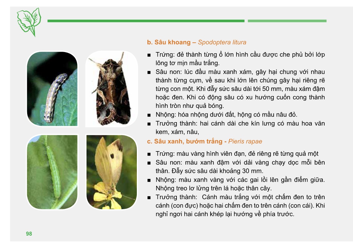 Bài giảng Đào tạo sản xuất rau an toàn theo Vietgap (Phần 2) trang 4