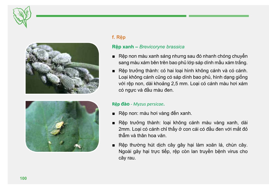Bài giảng Đào tạo sản xuất rau an toàn theo Vietgap (Phần 2) trang 6