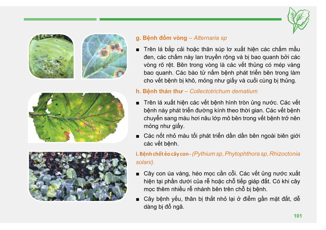 Bài giảng Đào tạo sản xuất rau an toàn theo Vietgap (Phần 2) trang 7