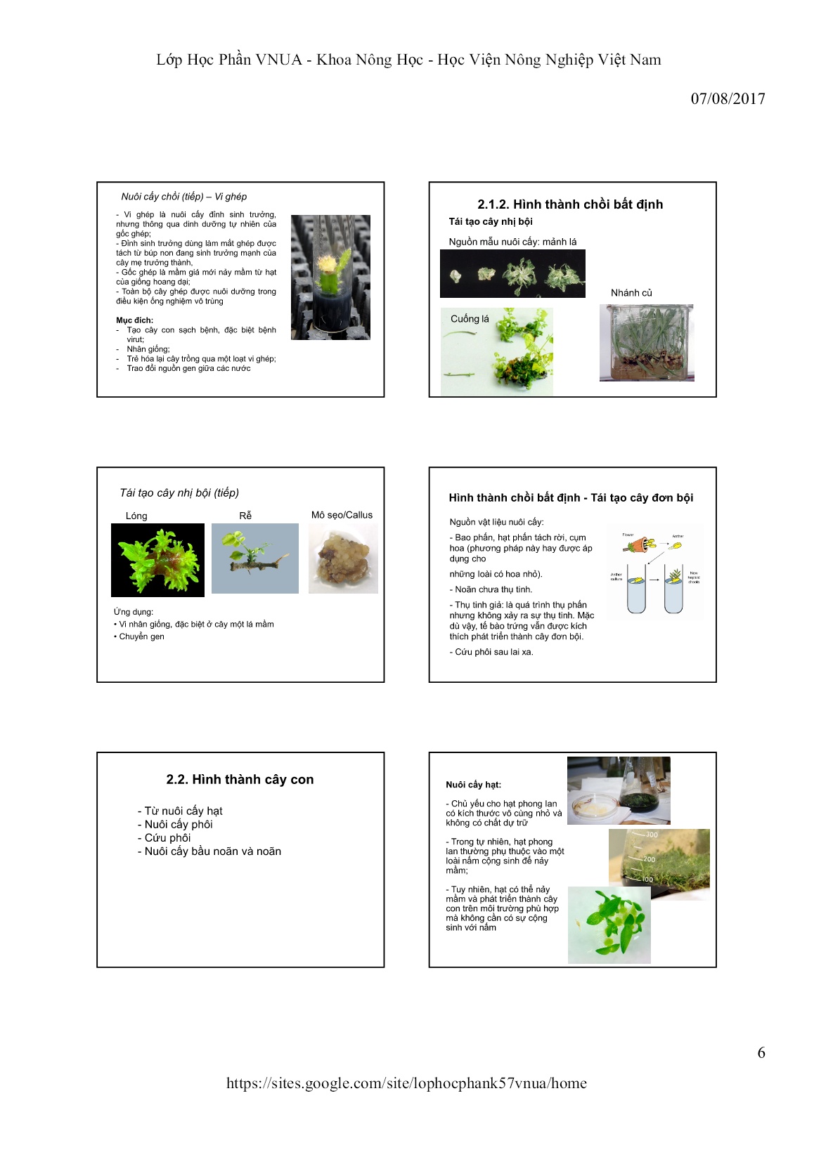 Bài giảng Công cụ di truyền mới trong chọn tạo giống cây trồng - Chương II: Ứng dụng nuôi cấy mô trong chọn giống cây trồng trang 6