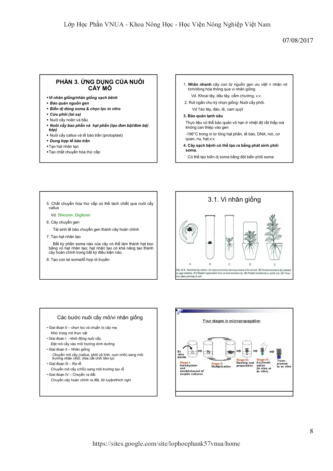 Bài giảng Công cụ di truyền mới trong chọn tạo giống cây trồng - Chương II: Ứng dụng nuôi cấy mô trong chọn giống cây trồng trang 8