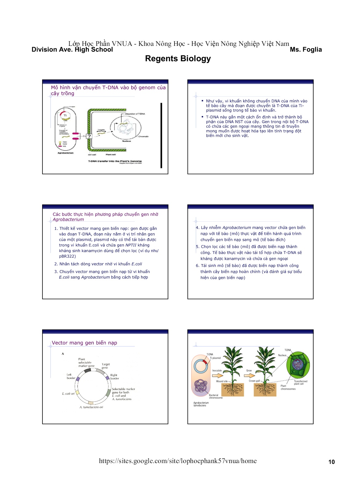 Bài giảng Công cụ di truyền mới trong chọn tạo giống cây trồng - Chương VII: Kỹ thuật di truyền trang 10