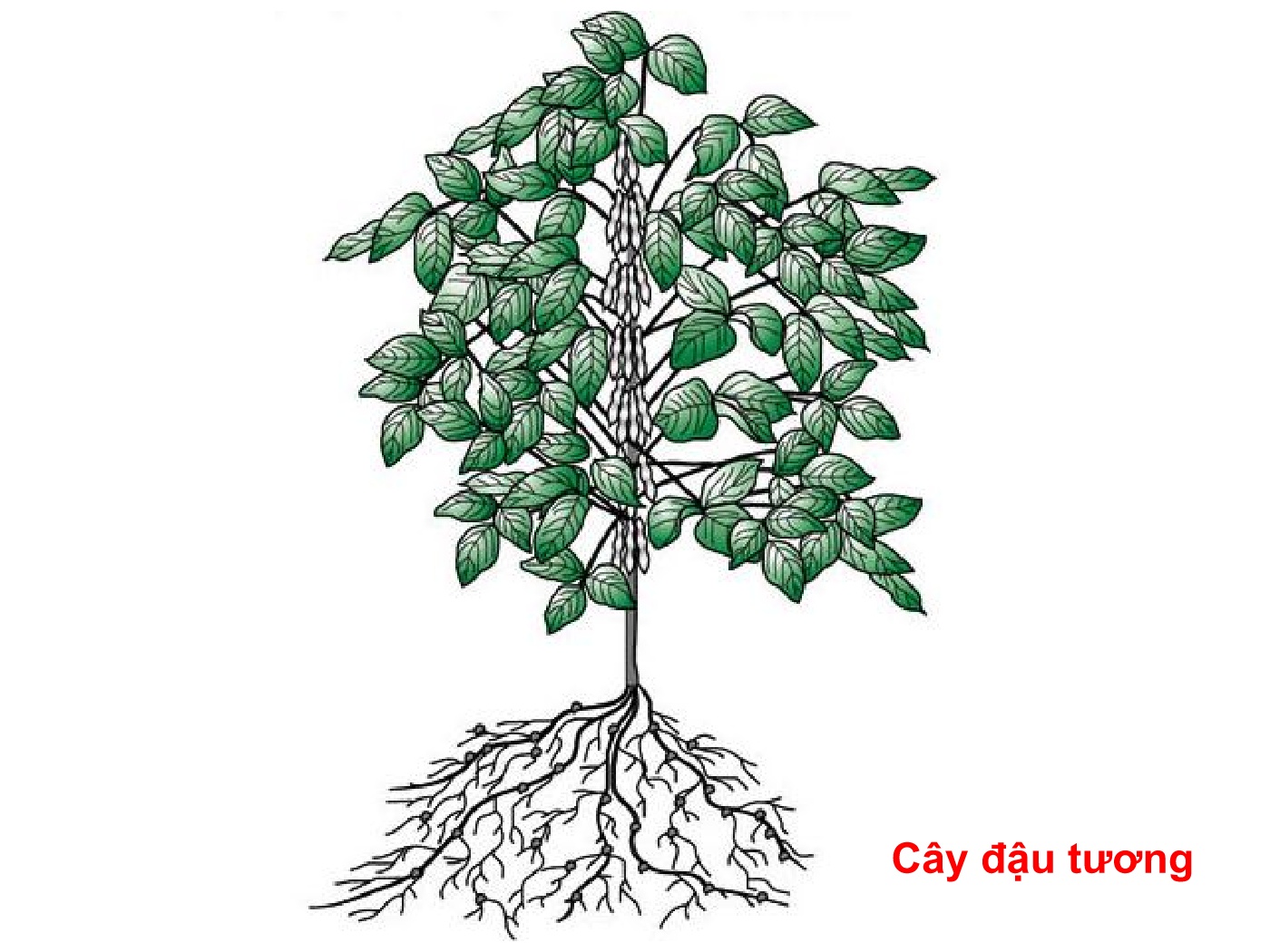 Bài giảng Chọn tạo giống cây trồng ngắn ngày - Chương 8: Chọn giống cây đậu tương trang 3