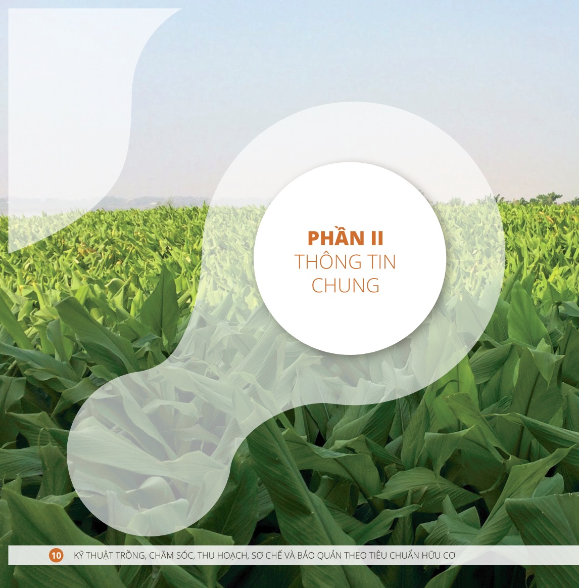 Tài liệu Kỹ thuật trồng, chăm sóc, thu hoạch, sơ chế và bảo quản theo tiêu chuẩn hữu cơ trang 10