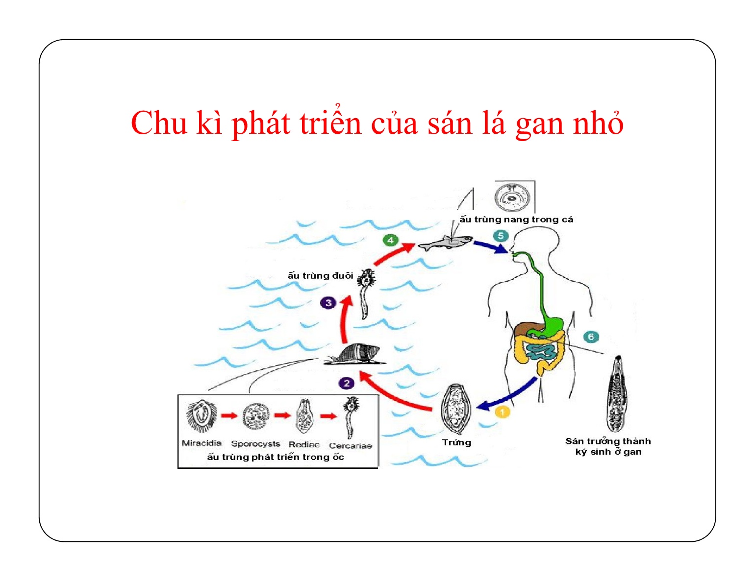 Bài giảng Bảo quản sản phẩm sau thu hoạch - Chủ đề 6: An toàn thực phẩm trong sản phẩm thủy sản nuôi trang 9