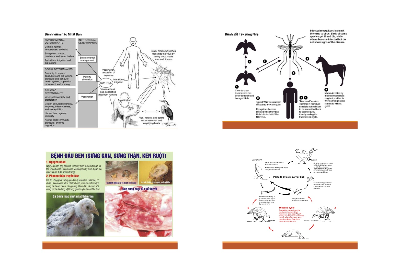 Bài giảng Dịch tễ học bệnh truyền nhiễm - Lê Thanh Hiền trang 8