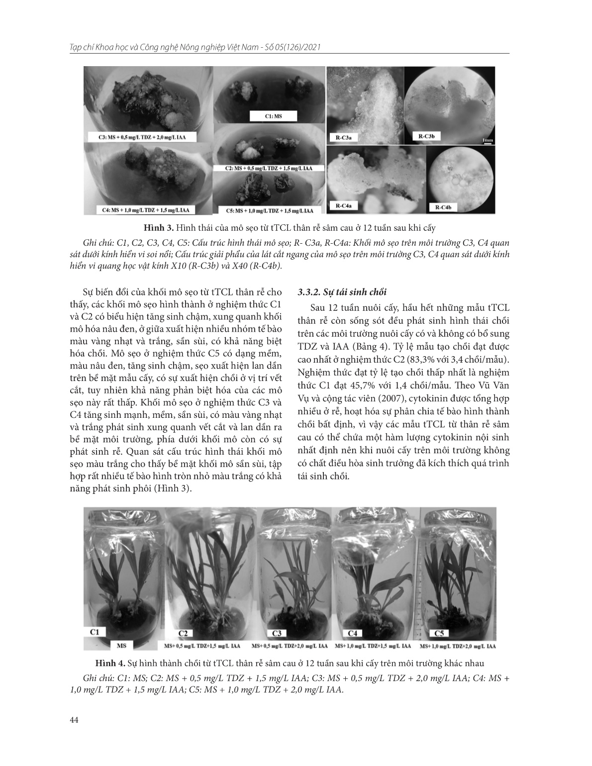 Ảnh hưởng của tdz và iaa lên sự phát sinh hình thái từ các lớp mỏng tế bào của lá, cuống lá và thân rễ cây sâm cau (Curculigo orchioides Gaertn.) nuôi cấy in vitro trang 6