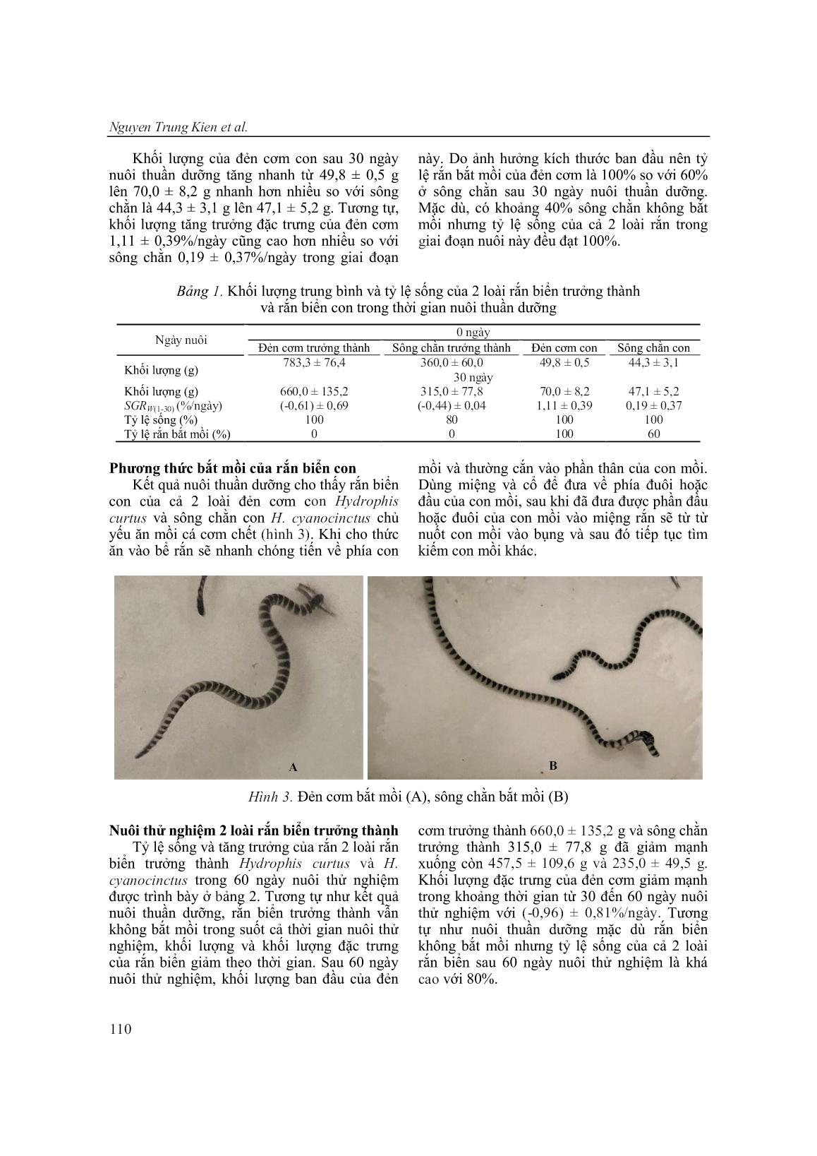 Thử nghiệm nuôi hai loài rắn biển đẻn cơm Hydrophis curtus và sông chằn Hydrophis cyanocinctus trang 6