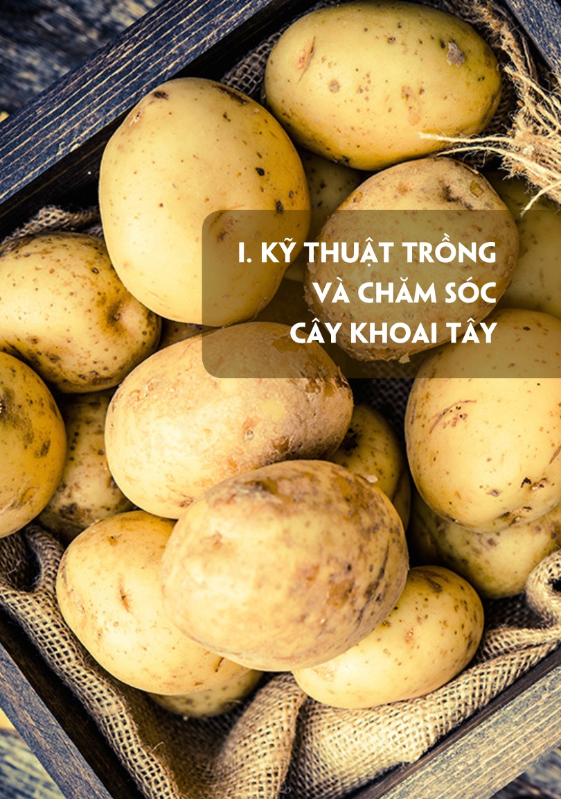 Tài liệu Kỹ thuật trồng và chăm sóc cây khoai tây trang 7