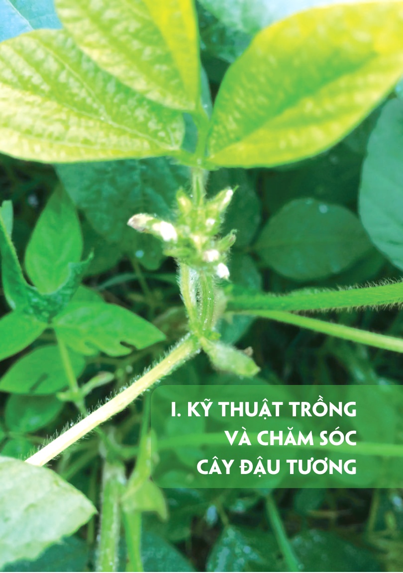 Tài liệu Kỹ thuật trồng và chăm sóc cây đậu tương trang 7