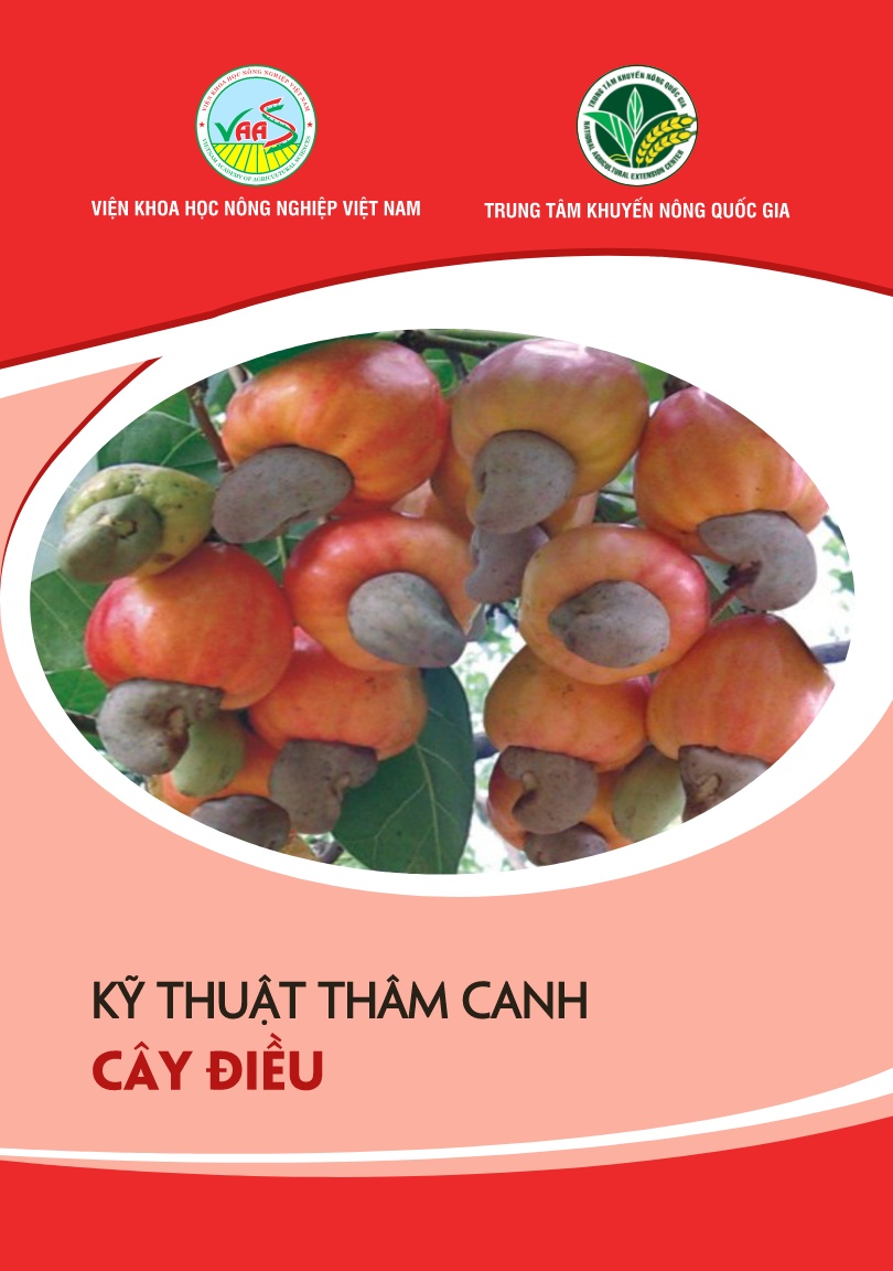 Giáo trình Kỹ thuật thâm canh cây điều trang 1