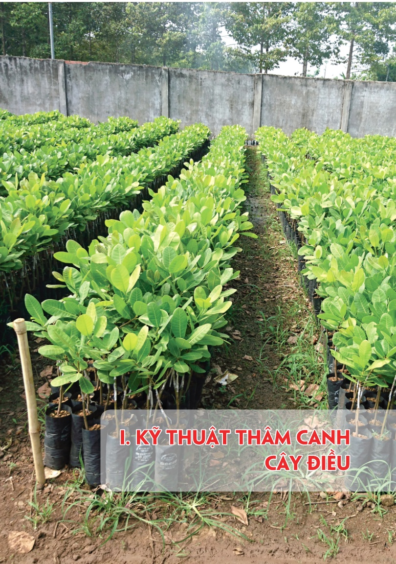 Giáo trình Kỹ thuật thâm canh cây điều trang 7