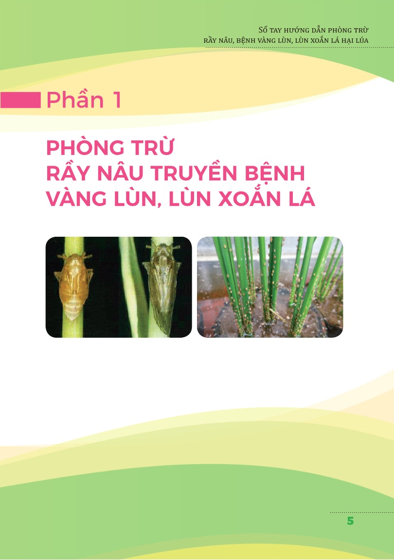 Sổ tay Hướng dẫn phòng trừ rầy nâu, bệnh vàng lùn, lùn xoắn lá hại lúa trang 5