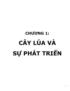 Giáo trình Những bài học về cây lúa